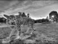 Тигр на детской площадке города Малоархангельска