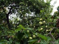 Заброшенный яблоневый сад в старом Луковце