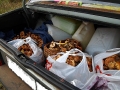 Багажник грибов