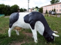 Корова на детской площадке Малоархангельска