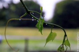 Ветка винограда после дождя