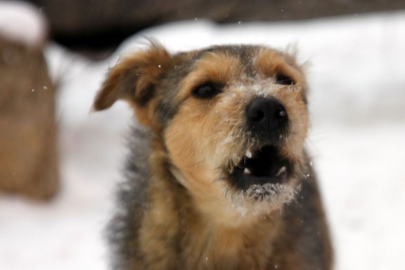 Пёс трудной судьбы показывает зубы в феврале 2011 года.