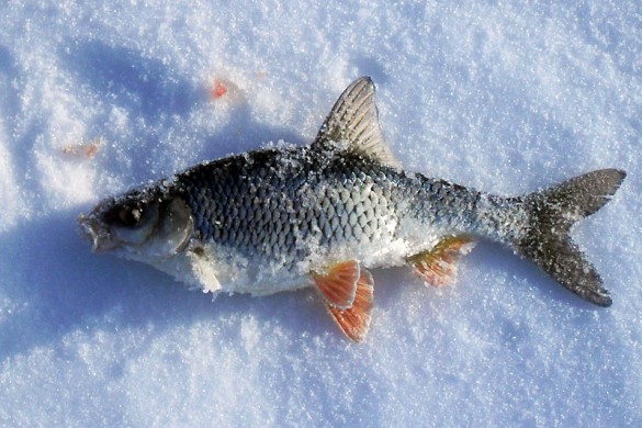 Самую крупную рыбу на соревнованиях поймал Кленышев Ю. Вот и она.