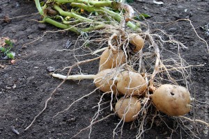Картофель урожая 2010 года.