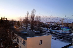 Весна 2011. Птицы возвращаются в Малоархангельск.