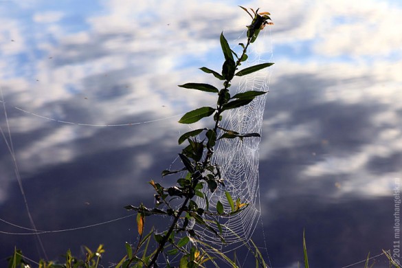 Утром отлично видна паутина на растениях рядом с водой.
