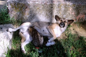 Собака Маркиза и котенок без имени неразлучны и вместе греются на солнышке.