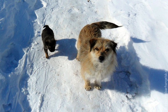 Зимняя собака от Игоря.