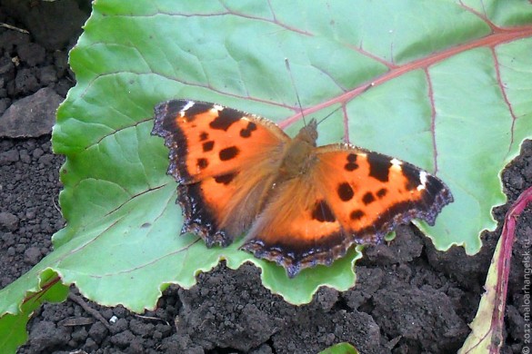 Многоцветница — дневная бабочка из семейства нимфалид.