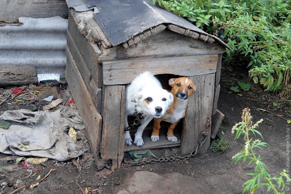 Собака Люська и её сыночек храбро лают из будки.