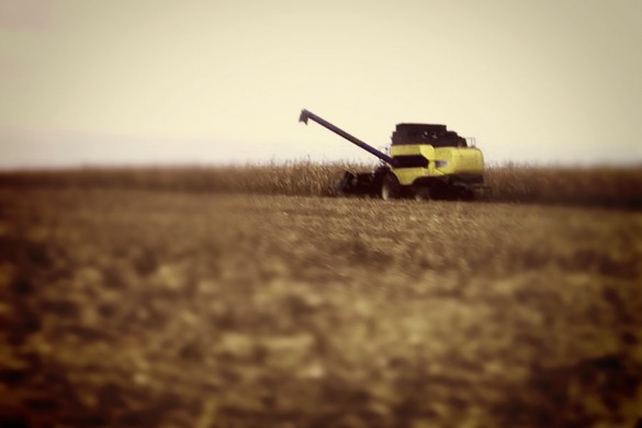 Кукуруза на поле.