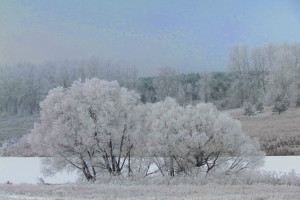 Пейзаж со снежными кустами.