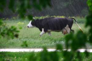 Корова под дождём.