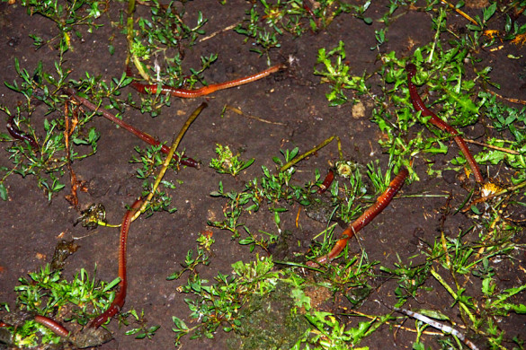 Земляные черви после дождя выползают на поверхность.