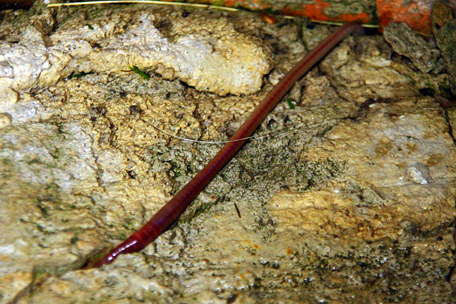 Почему после дождя черви выползают на поверхность. Длинный червь после дождя. Дождевые черви среда обитания. Дождевой червь и линейка. Длинные червяки в цветах.