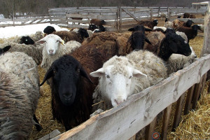 Овцы фермера Корнеева.